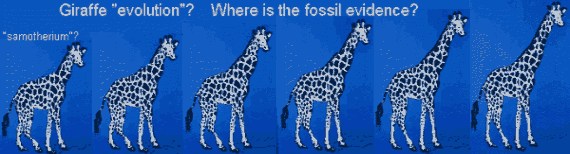 Giraffe evolution?
