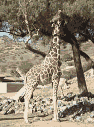 Giraffe eating high tree